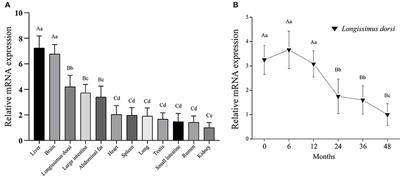 Tissue Expression Analysis, Cloning, and Characterization of the 5′-Regulatory Region of the Bovine LATS1 Gene